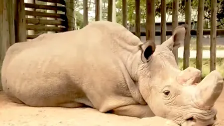 Cercetătorii încearcă să salveze subspecia de rinoceri albi, după ce ultimul mascul a murit anul trecut