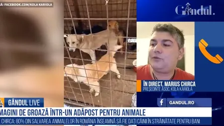 GÂNDUL LIVE. Marius Chirca, despre adăpostul de animale al Primăriei Târgu Lăpuș: În premieră pentru România, adăpostul a fost închis definitiv! / 80% din Protecția Animalelor din România înseamnă vânzarea câinilor în străinătate - VIDEO