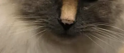 O pisică blândă și iubitoare nu și-a găsit stăpân din cauza semnului din naștere pe care îl are pe față - FOTO