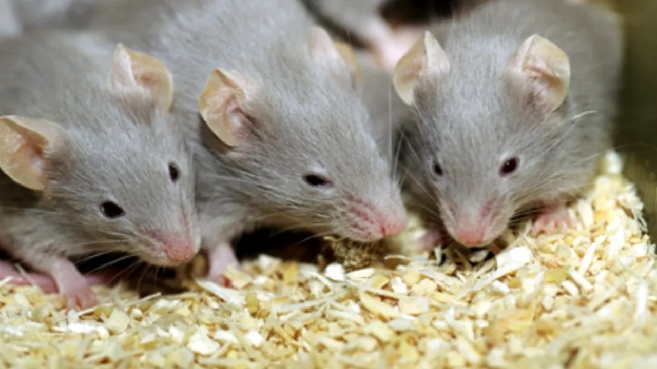 Cum sună serenadele șoarecilor. STUDIUL care dovedește că aceste animale CÂNTĂ