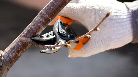 Când se TUND, de fapt, pomii fructiferi. Greșeala făcută de mulți români