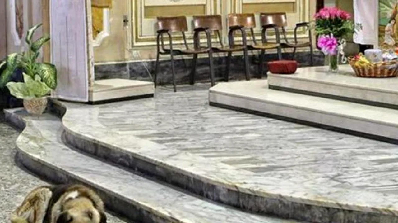 Motivul emoționant pentru care un câine merge la biserică în fiecare săptămână