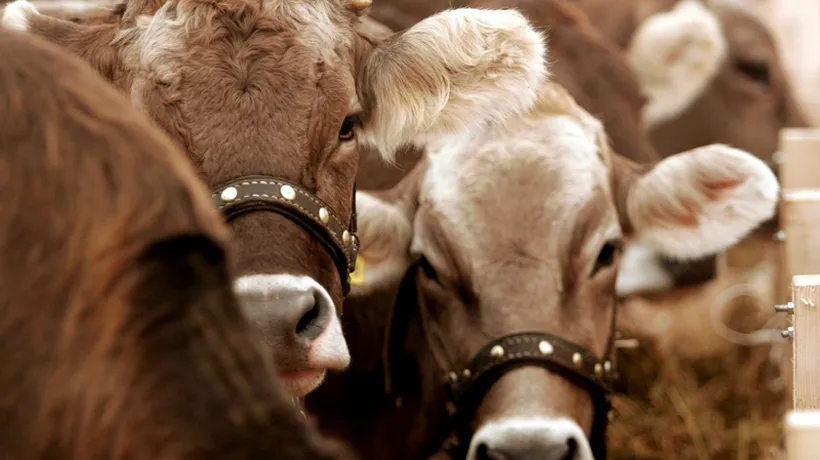 Fermele care aprovizionau fabrica Brădet împrăștie laptele pe câmp: Vacile nu așteaptă un ordin de la ministru dacă să dea sau nu lapte