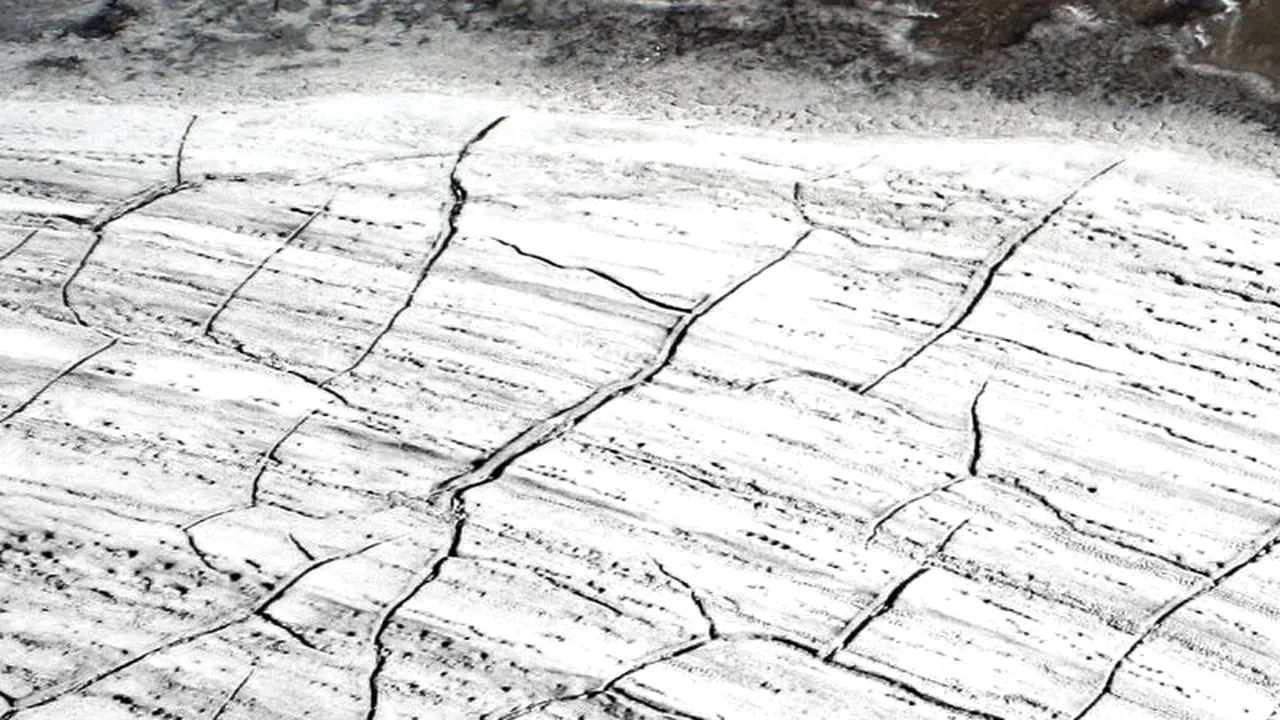 Descoperire importantă în Siberia: o plantă a revenit la viață după 32.000 de ani