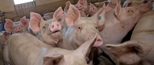 Comisia Europeană ajută România cu peste 34 de MILIOANE de euro pentru combaterea PESTEI PORCINE AFRICANE. ANSVSA: Peste 360 de mii de animale au fost UCISE