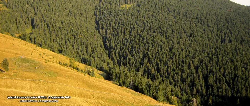 Fondul Bisericesc al Bucovinei a cerut 166.000 de hectare de pădure. Decizia instanței supreme este definitivă și irevocabilă