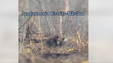 VIDEO | Un urs tânăr a fost salvat de jandarmi în prima zi de Crăciun, după ce rămăsese prins într-un laț de sârmă. Cum s-a derulat intervenția de eliberare a animalului sălbatic