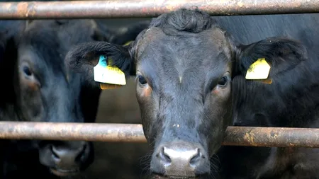 Suplimentare: Guvernul a aprobat creșterea cu cinci milioane euro a fondului destinat schemelor de sprijin pentru zootehnie