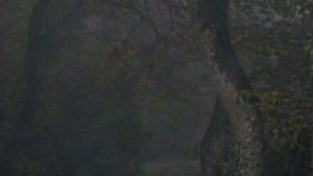 FOTO. O pădure din România, în topul celor mai înspăimântătoare locuri din lume