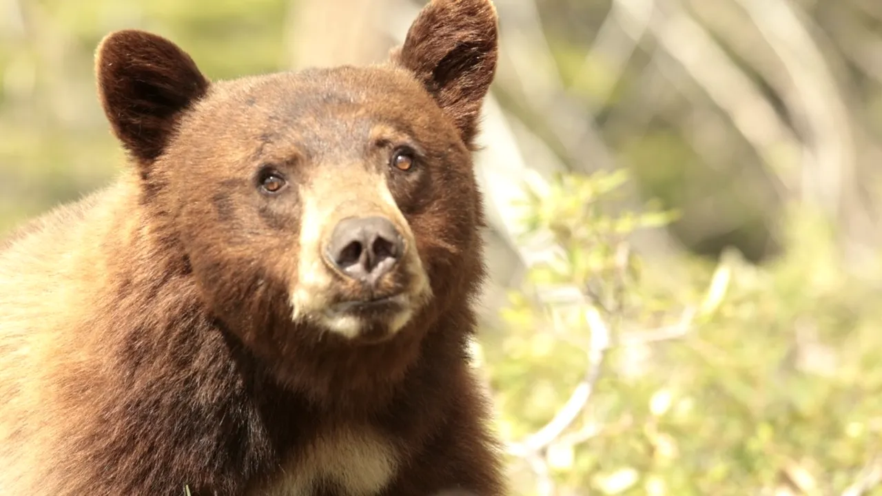 COVASNA: Încă un urs lovit mortal de o mașină. Este al șaselea de la începutul acestui an