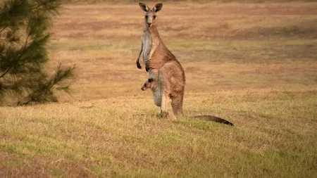 Australian omorât de cangurul pe care îl ținea ca animal de companie. Un astfel de atac nu a mai avut loc din 1936