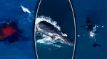 O dronă a filmat cum o balenă cu cocoașă a născut în apele de pe coasta de est a Australiei
