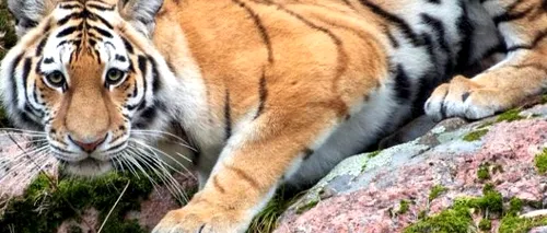 Panică în Olanda, după ce doi tigri au scăpat pe străzi