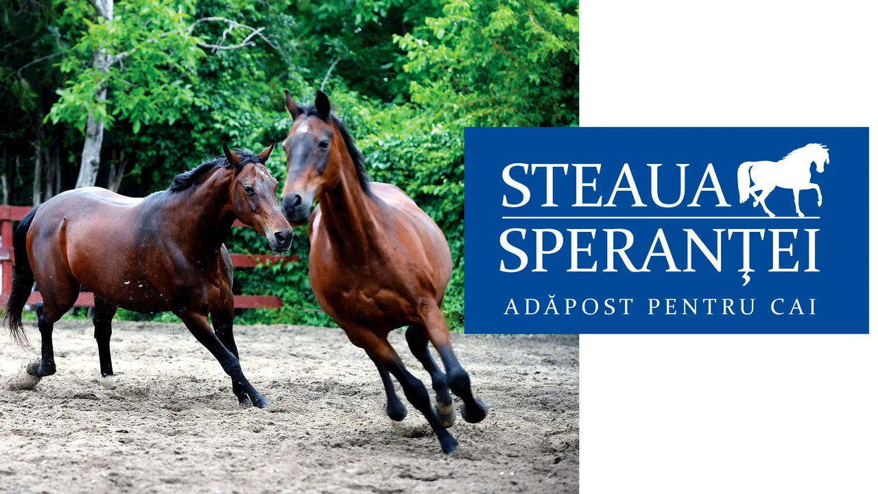 Copiii sunt așteptați să sărbătorească 1 Iunie împreună cu caii de la Adăpostul 