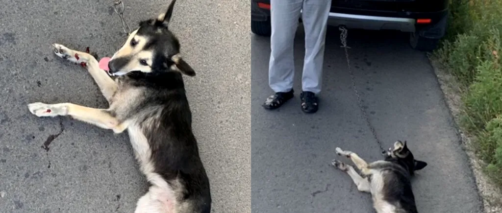 Un preot a legat un câine de mașină și l-a târât pe șosea: „Am vrut să-l pedepsesc - FOTO