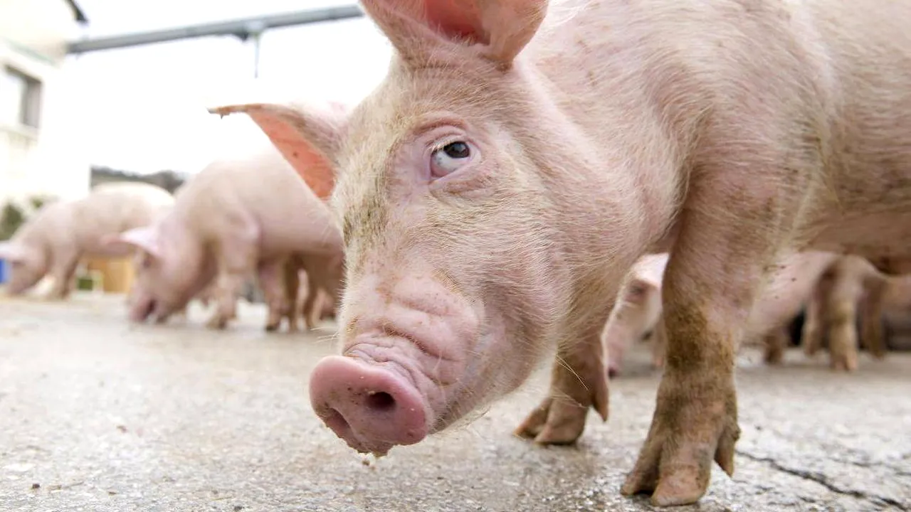 Cum a fost un porc fugărit de polițiști, în apropiere de Londra. VIDEO