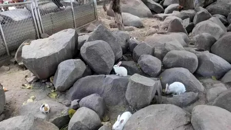 Iluzie optică virală | Ești un geniu? Găsește PORCUL ascuns în această poză, în doar 5 secunde!