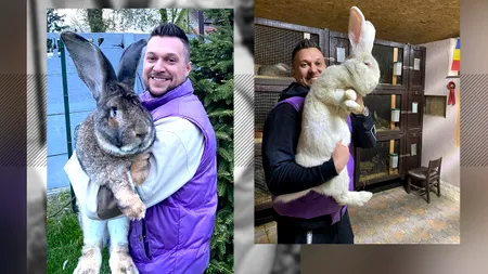 Un tânăr din Banat are cei mai mari iepuri din România. Îi crește într-un adăpost climatizat, în care a investit mii de euro