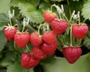SECRETUL fermierilor spanioli pentru a obține căpșuni mari și gustoase. Ce trebuie să adaugi în sol pentru a avea o recoltă bogată