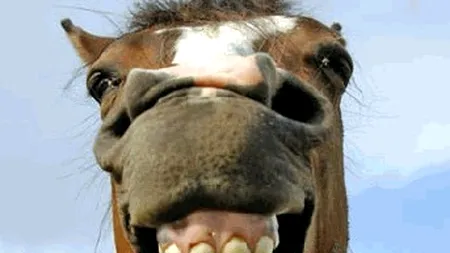 Făt-Frumos, Fiul Majorității 