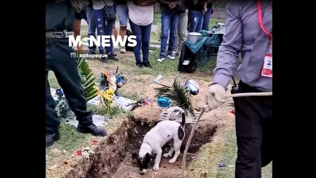 Scene tulburătoare. CĂȚELUȘ filmat când încerca să-și dezgroape stăpânul, la cimitir/„Nu s-a despărțit de el nici în ziua morții”