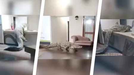 Imagini de groază cu un crocodil uriaș în recepția unui hotel. Unde s-a întâmplat incidentul