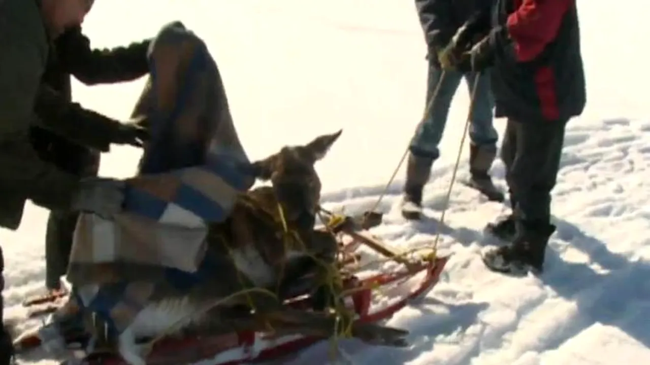 O căprioară îngropată în zăpadă, salvată de câțiva localnici curajoși