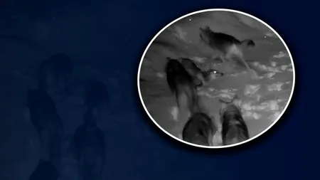 Imagini din pădure surprinse de camerele de vederi. O haită de lupi se joacă în zăpadă