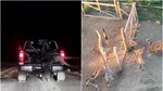 Ungaria anchetează o turmă de zebre deținută de un apropiat al lui Viktor Orban