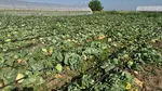 Producție mare, cumpărători lipsă. Cultura de varză timpurie, abandonată pe câmp. Fermier: „O dăm la animale”