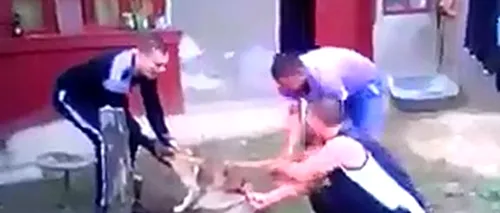 Ce au pățit patru tineri din Brăila care s-au filmat în timp ce tăiau coada unui câine cu un topor ruginit