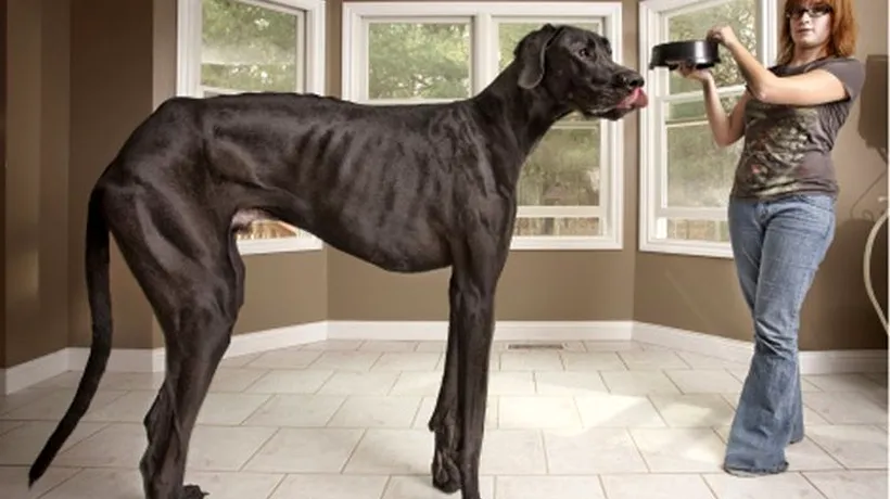 Zeus, cel mai înalt câine din lume, a murit
