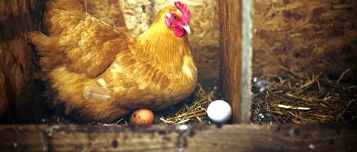 Maramureș: Mii de păsări din ferma în care a fost diagnosticată gripa aviară vor fi omorâte