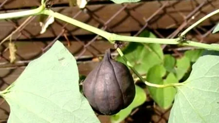 Studiu: o plantă, prezentă și în România, poate cauza cancer