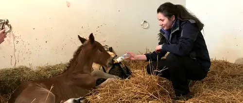 Cai și ponei, îngrijiți în singurul „spital de cai din Transilvania. Încă o dovadă că se poate! Galerie FOTO emoționantă