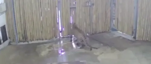 Imagini șocante la o grădină zoologică: Un copil de doar 2 ani a fost atacat de un leopard, după ce unul dintre membrii familiei sale a deschis ușa cuștii - VIDEO