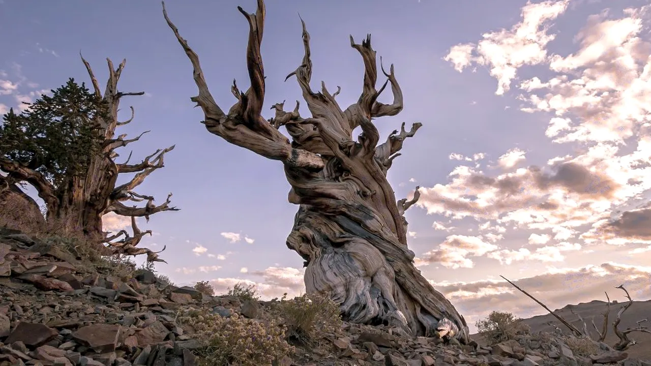 Arborele viu de 4.850 de ani. Metusala a supraviețuit piramidelor