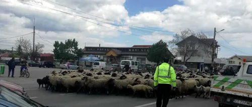 Se întâmplă în România: Polițiștii locali au „dirijat o turmă de oi pe un drum național
