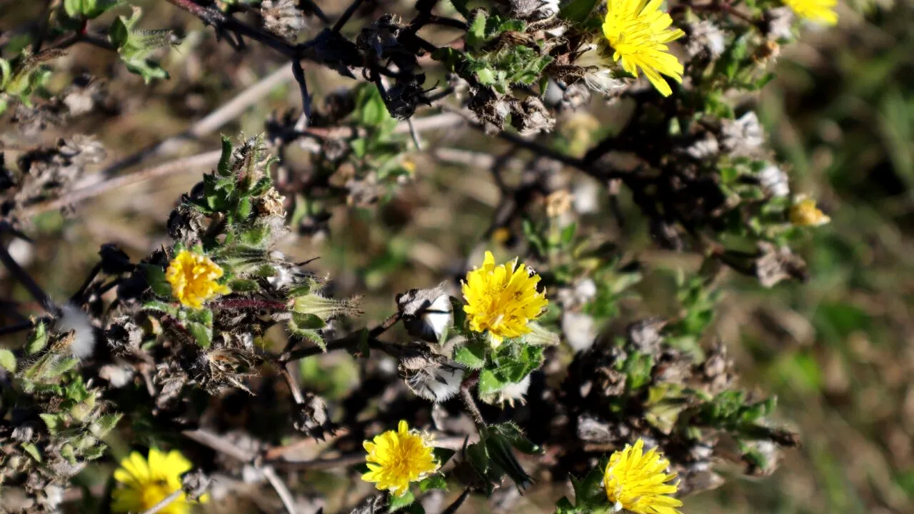 O specie de PLANTĂ descoperită în 1961 de către un student al Universităţii „Babeş-Bolyai