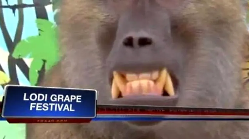 Un babuin și o jurnalistă, transmisiune LIVE cu năbădăi. VIDEO