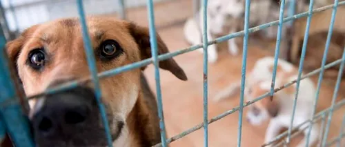 Primăria Capitalei a strâns doar 10% din câinii maidanezi din București