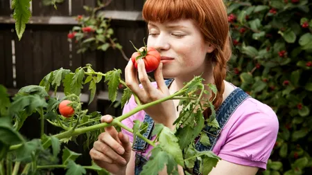 De ce se RĂSUCESC frunzele la roșii și ardei. Principalele cauze și cum prevenim rapid și eficient problema