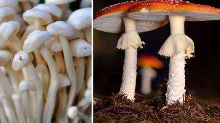 Nu e o glumă! Oamenii de știință au descoperit că toate ciupercile comunica între ele folosind un vocabular cu 50 de cuvinte. Care sunt acestea