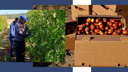 Ziua Recoltei, tradițional-oltenească. A început culesul CURMALELOR de Dăbuleni. Un an bun și pentru kaki, kiwi, fistic sau banana nordului