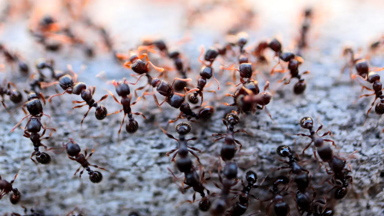 Nu, nu e caz de Sanepid: iaurt fermentat cu furnici, servit ca delicatesă într-un restaurant de lux. Ce gust are