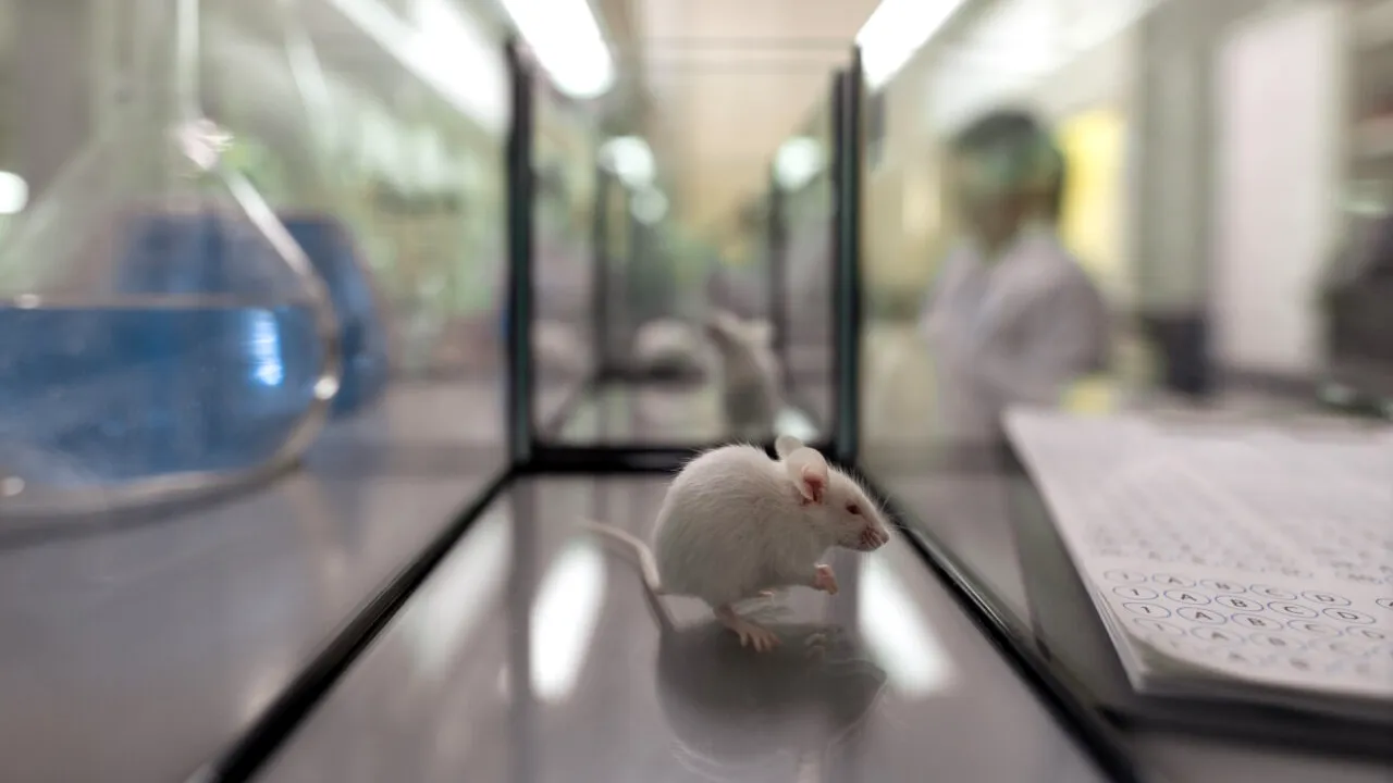 UMF Iași caută șoareci pentru laborator la licitație. Cât costă un exemplar