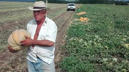 Caz incredibil în România: Fermier, amendat de Poliția Locală pentru că produce pepeni prea mari