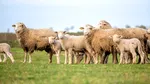 Încă un posibil focar de variolă ovină a fost depistat la Buzău. Peste 300 de oi, verificate de veterinari