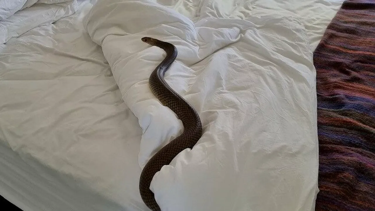 Descoperirea ȘOCANTĂ făcută de o femeie în dormitor. Ce a găsit în patul ei