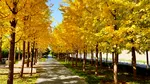 Un arbore de ginkgo de 167 de ani, crescut dintr-o sămânță adusă din China, a fost desemnat arborele anului 2026 în statul australian Victoria, după ce a devenit locul preferat pentru nunți în orașul Geelong